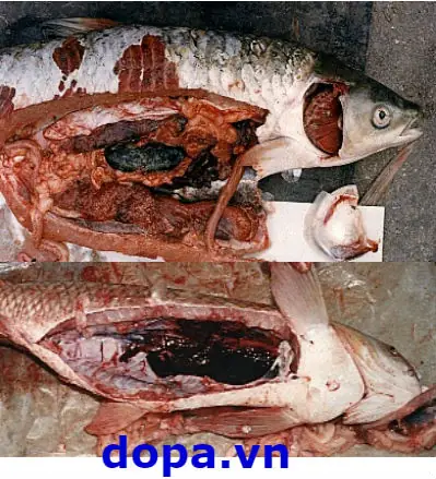 Bệnh Cá Trắm Cỏ, Các Bệnh Thường Gặp Và Biện Pháp Phòng Trị