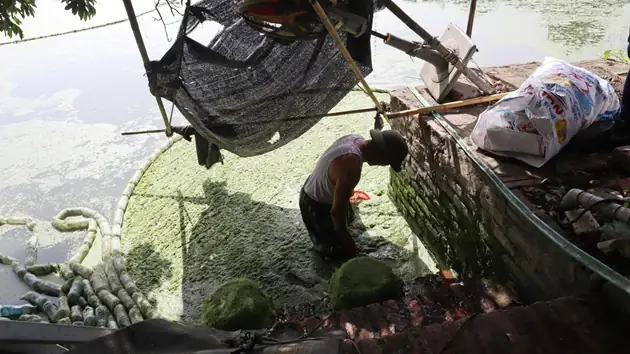 Bèo Tấm Nuôi Cá Bèo Tấm Nuôi Cá