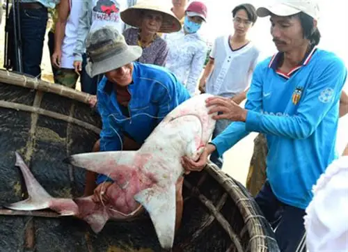 Xác Định 3 Loài Cá Mập Cắn Người Ở Biển Quy Nhơn