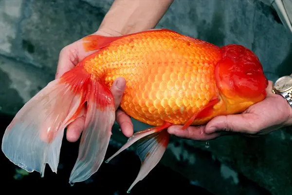 Cách Xử Lý Khi Thấy Cá Có Dấu Hiệu Sắp Chết
