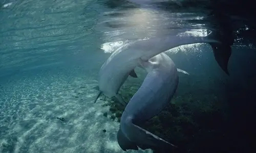 Cá Heo Có Những Đặc Điểm Gì Đặc Biệt Ở Bộ Phận Sinh Dục Của Mình? Cá Heo Có Những Đặc Điểm Gì Đặc Biệt Ở Bộ Phận Sinh Dục Của Mình?