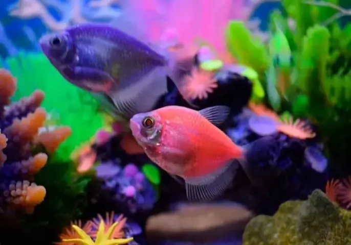 Các Loài Bóng Cá Phát Sáng (glofish) Phổ Biến Nhất