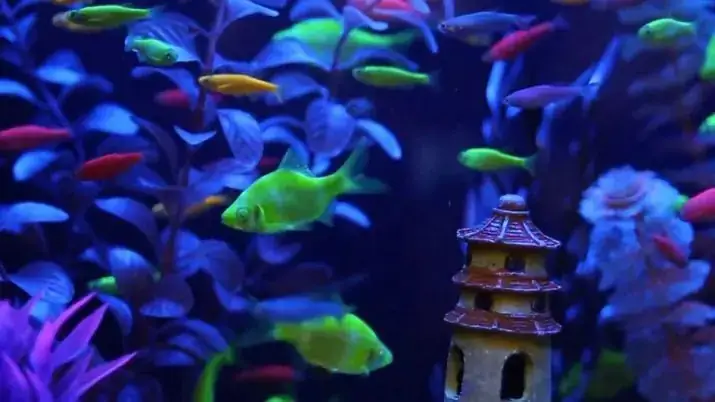 Hướng Dẫn Thiết Lập Bể Cá Cho Bóng Cá Phát Sáng (glofish)