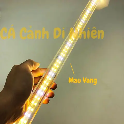 Đèn Led Cho Hồ Bể Cá Rồng 2 Hàng Bóng Xuan Mei Long 100 Cm