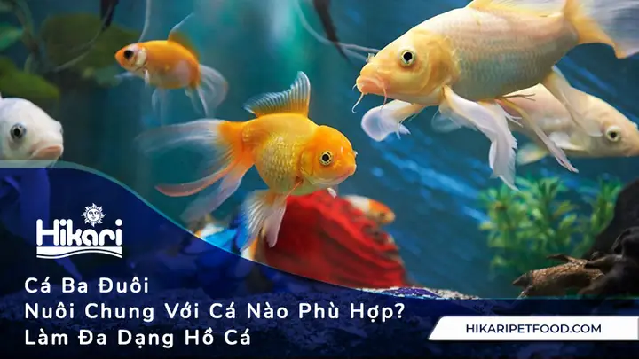 Cá 3 Đuôi Nuôi Chung Với Cá 7 Màu Có Được Không? Hướng Dẫn Ghép Bể An Toàn