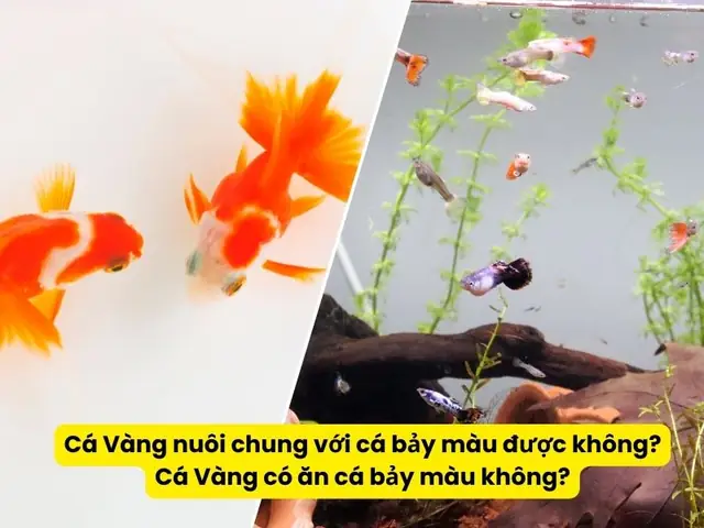 Cá Vàng Nuôi Chung Với Cá Bảy Màu Được Không? Cá Vàng Có Ăn Cá Bảy Màu Không?