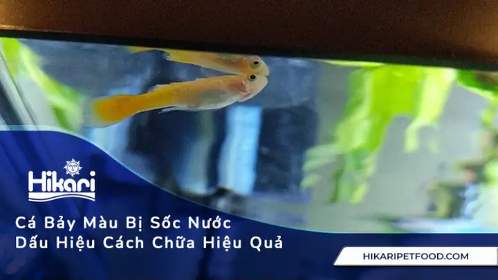 Cá 7 Màu Bị Sốc Nước: Nguyên Nhân & Cách Cứu Chữa Hiệu Quả