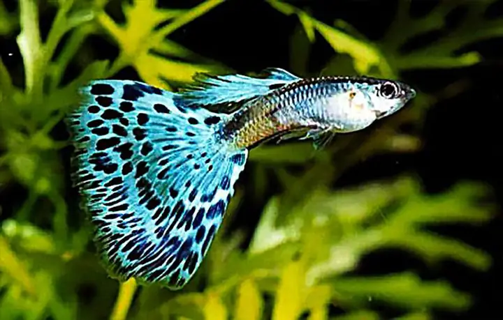 Cá 7 Màu Và Ý Nghĩa Phong Thủy – Tinh Thần