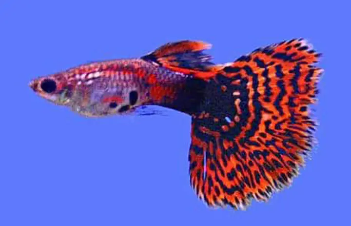 Sinh Sản “cực Nhanh” – Bể Cá Lúc Nào Cũng Rộn Ràng