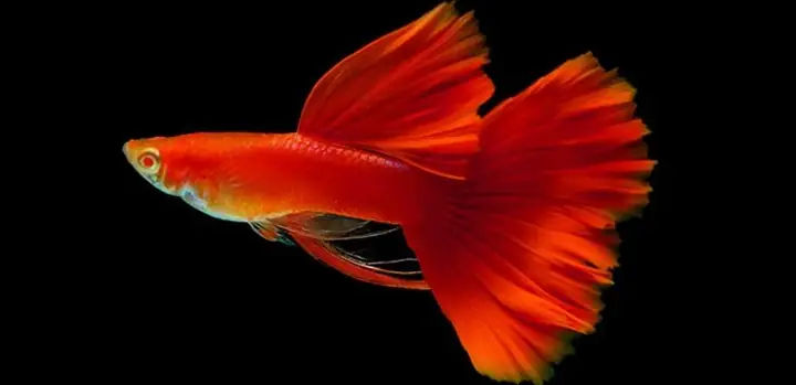 Cá 7 Màu Đẹp Nhất Thế Giới: Top Dòng Guppy Quý Hiếm & Đắt Giá