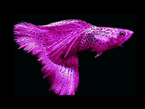 Cá 7 Màu Đẹp Nhất Thế Giới: Top Dòng Guppy Quý Hiếm & Đắt Giá