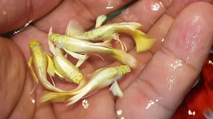 Cá 7 Màu Đẹp Nhất Thế Giới