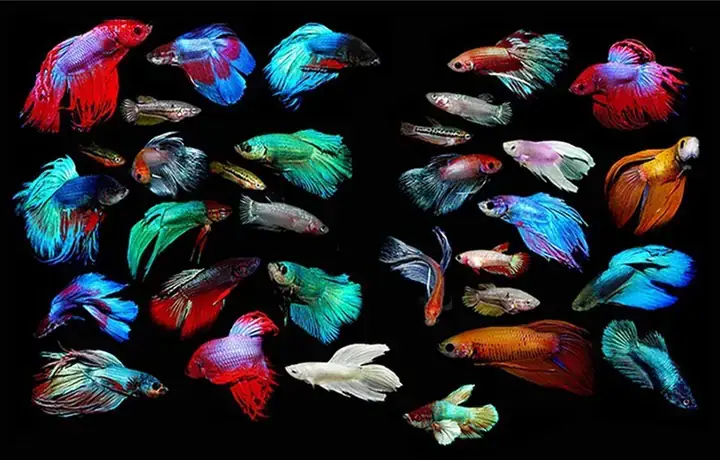 Tổng Quan Về Cá 7 Màu (guppy)