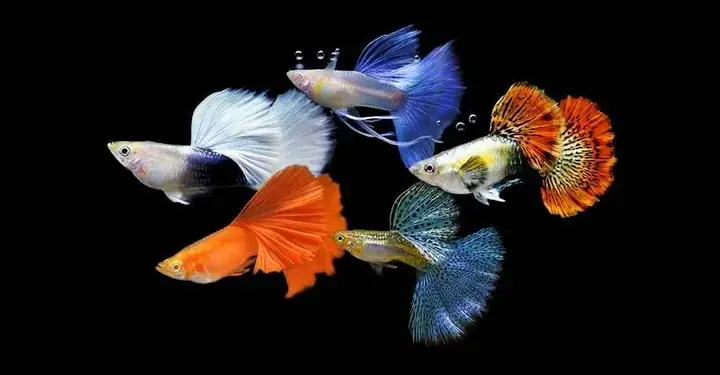 Tại Sao Cá 7 Màu Lại Phổ Biến Với Người Chơi Cá Cảnh Ở Hà Nội?