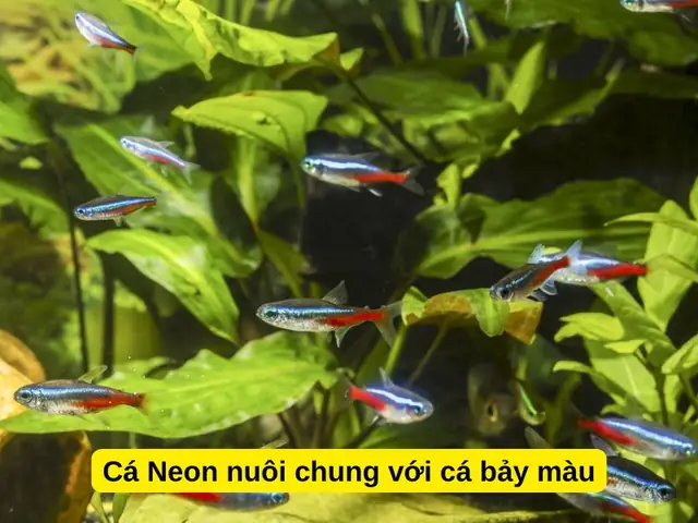 Cá Neon Nuôi Chung Với Cá Bảy Màu