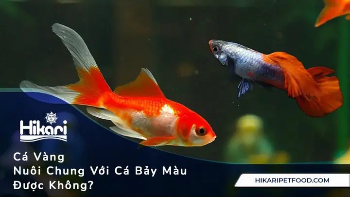 Cá 7 Màu Nuôi Chung Với Cá Gì? Top 20 Loài Cá Lý Tưởng Để Chung Sống Hòa Hợp Trong Bể Thủy Sinh