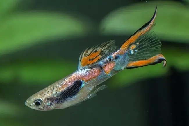 Chọn Bể Cá Phù Hợp