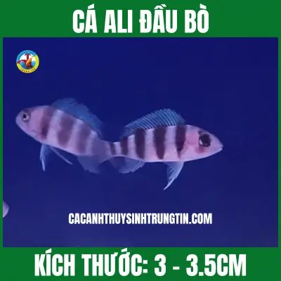 Cá Ali Đầu Bò