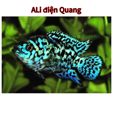 Cá Ali Điện Quang: Loài Cá Cảnh Hấp Dẫn Cho Người Yêu Thủy Sinh Cá Ali Điện Quang: Loài Cá Cảnh Hấp Dẫn Cho Người Yêu Thủy Sinh