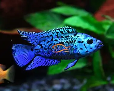 Cá Ali Điện Quang: Loài Cá Cảnh Hấp Dẫn Cho Người Yêu Thủy Sinh