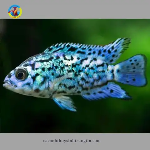 Cách Nuôi Cá Điện Quang Cách Nuôi Cá Điện Quang