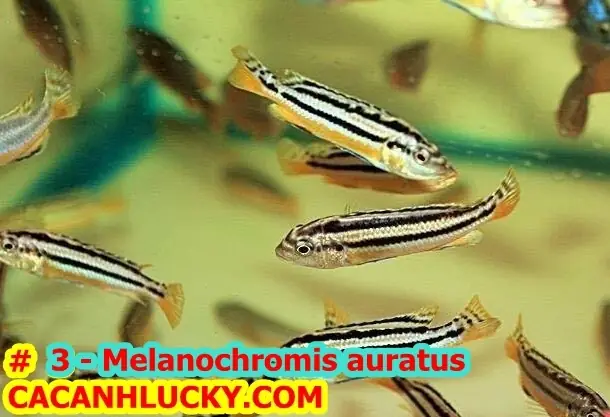 Cá Ali Sọc Dưa: Loài Cá Cảnh Dễ Nuôi Và Đáng Yêu Cho Người Mới Bắt Đầu