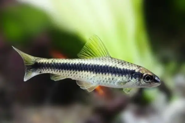Thông Tin Về Cá Bút Chì