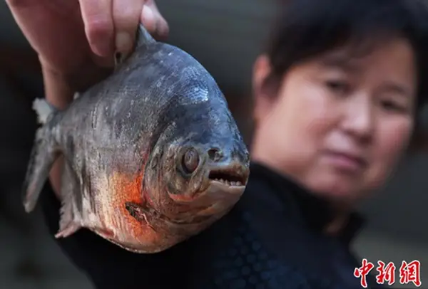 Cá Ăn Thịt Người Ở Trung Quốc: Sự Thật Về Loài "piranha" Gây Xôn Xao