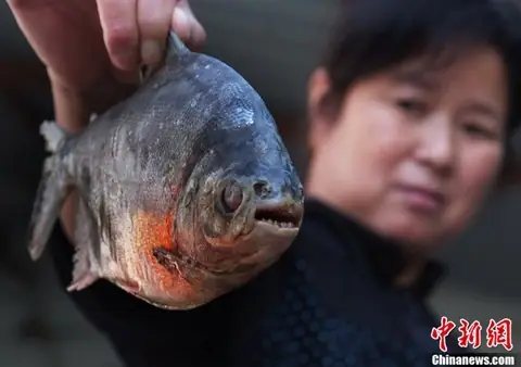 Cá Ăn Thịt Người Ở Trung Quốc: Sự Thật Về Loài "piranha" Gây Xôn Xao