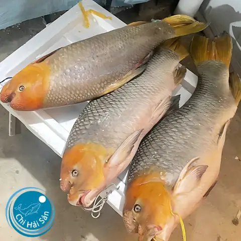 Cá Anh Vũ Giá Bao Nhiêu? Bảng Giá Và Kinh Nghiệm Mua Chuẩn Nhất