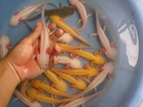 Cá Axolotl Đổi Màu: Sự Thật Về Sắc Tố Và Những Yếu Tố Ảnh Hưởng