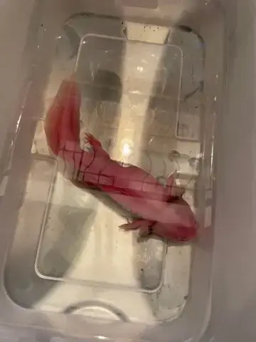 Vậy, Cá Axolotl Có Thực Sự Đổi Màu Không?