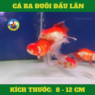 Cá Ba Đuôi Đầu Lân: Cẩm Nang Nuôi Dưỡng, Chăm Sóc Và Lựa Chọn Hoàn Chỉnh