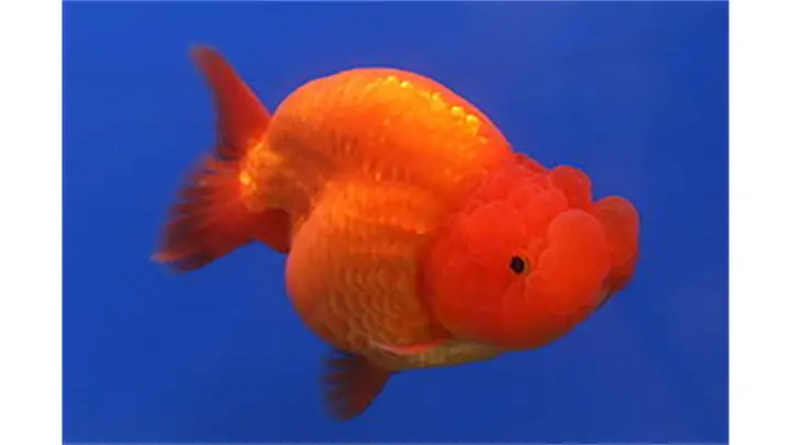 Cá Ba Đuôi Đầu Sư Tử Đỏ
