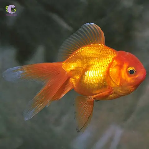 Cá Ba Đuôi Oranda: Toàn Cảnh Từ A-z Về Loài Cá Cảnh Được Yêu Thích Nhất
