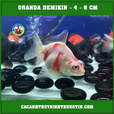 Cá Ba Đuôi Oranda: Toàn Cảnh Từ A-z Về Loài Cá Cảnh Được Yêu Thích Nhất