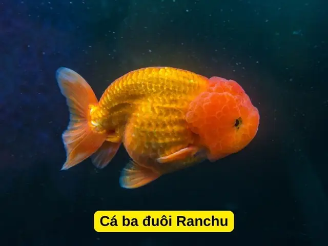 Cá Ba Đuôi Ranchu