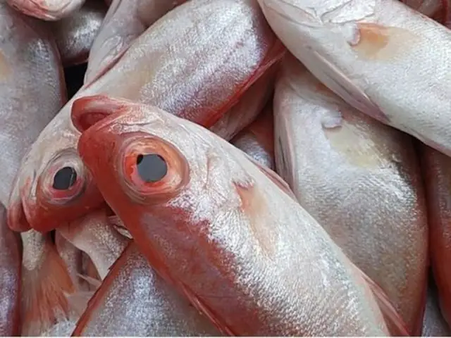 Cá Bã Trầu