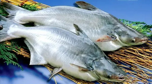 Cá Basa Là Cá Nước Gì? Phân Tích Kỹ Lưỡng Từ Môi Trường Sống Đến Giá Trị Kinh Tế