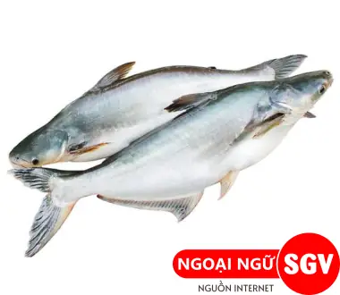 Cá Basa Tiếng Anh Là Gì