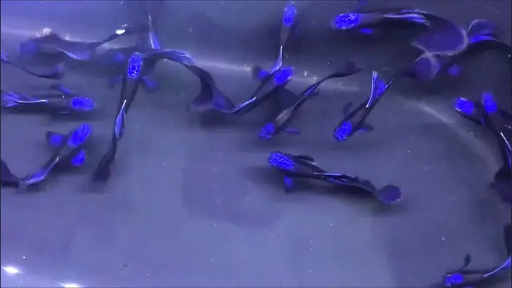 Cá Bảy Màu Blue Tarzan
