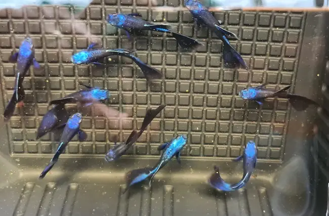 Sinh Sản Cá Bảy Màu Blue Tarzan