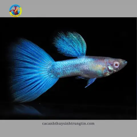 Đặc Điểm Của Cá Bảy Màu Blue Topaz