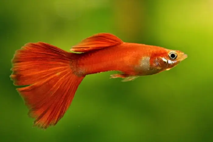 Cá Bảy Màu Full Red: Cặp Đôi Rực Rỡ Cho Bể Cá Gia Đình