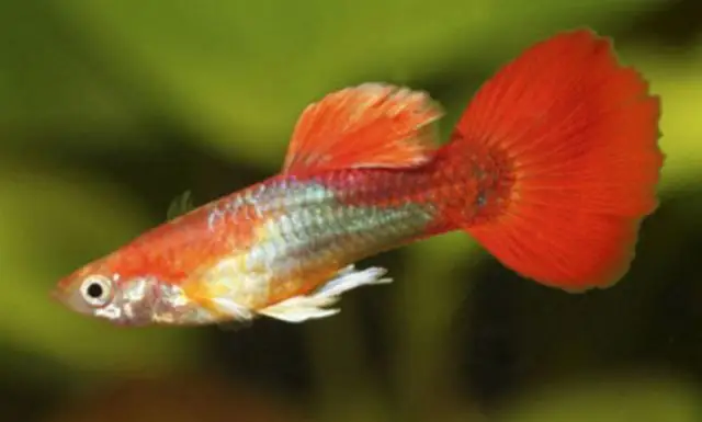 Cá Bảy Màu Full Red: Cặp Đôi Rực Rỡ Cho Bể Cá Gia Đình