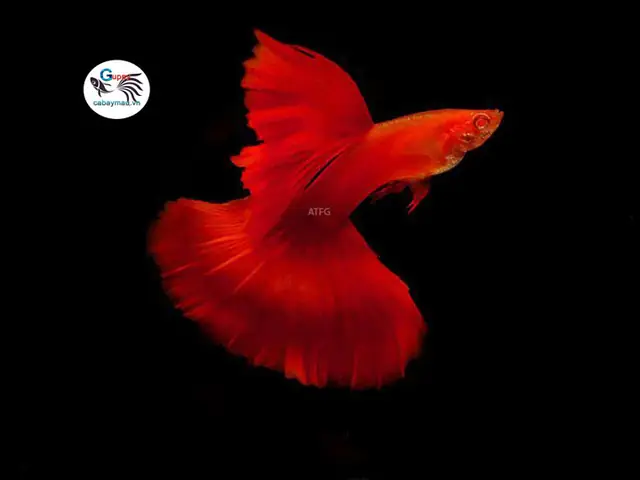 Cá Bảy Màu Full Red: Cặp Đôi Rực Rỡ Cho Bể Cá Gia Đình