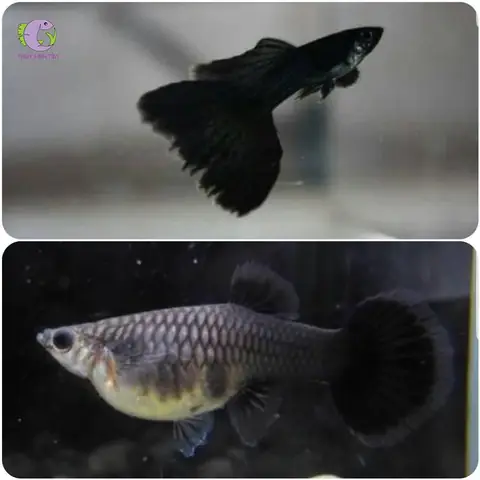 Cách Thiết Lập Bể Nuôi Cá 7 Màu Full Black Cách Thiết Lập Bể Nuôi Cá 7 Màu Full Black