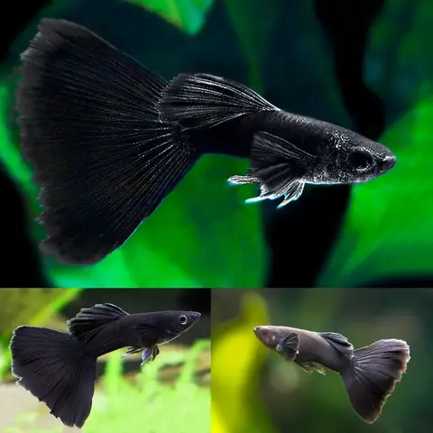 Cá Bảy Màu Full Black (full Black Guppy)