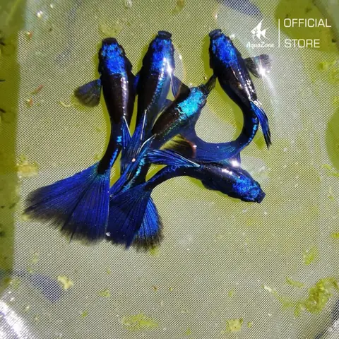 Cá Bảy Màu Full Blue: Bí Mật Về Loài Cá Cảnh Xanh Lộng Lẫy