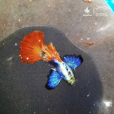 Cá Bảy Màu Guppy: Hướng Dẫn Nuôi, Chăm Sóc Và Nhân Giống Chi Tiết